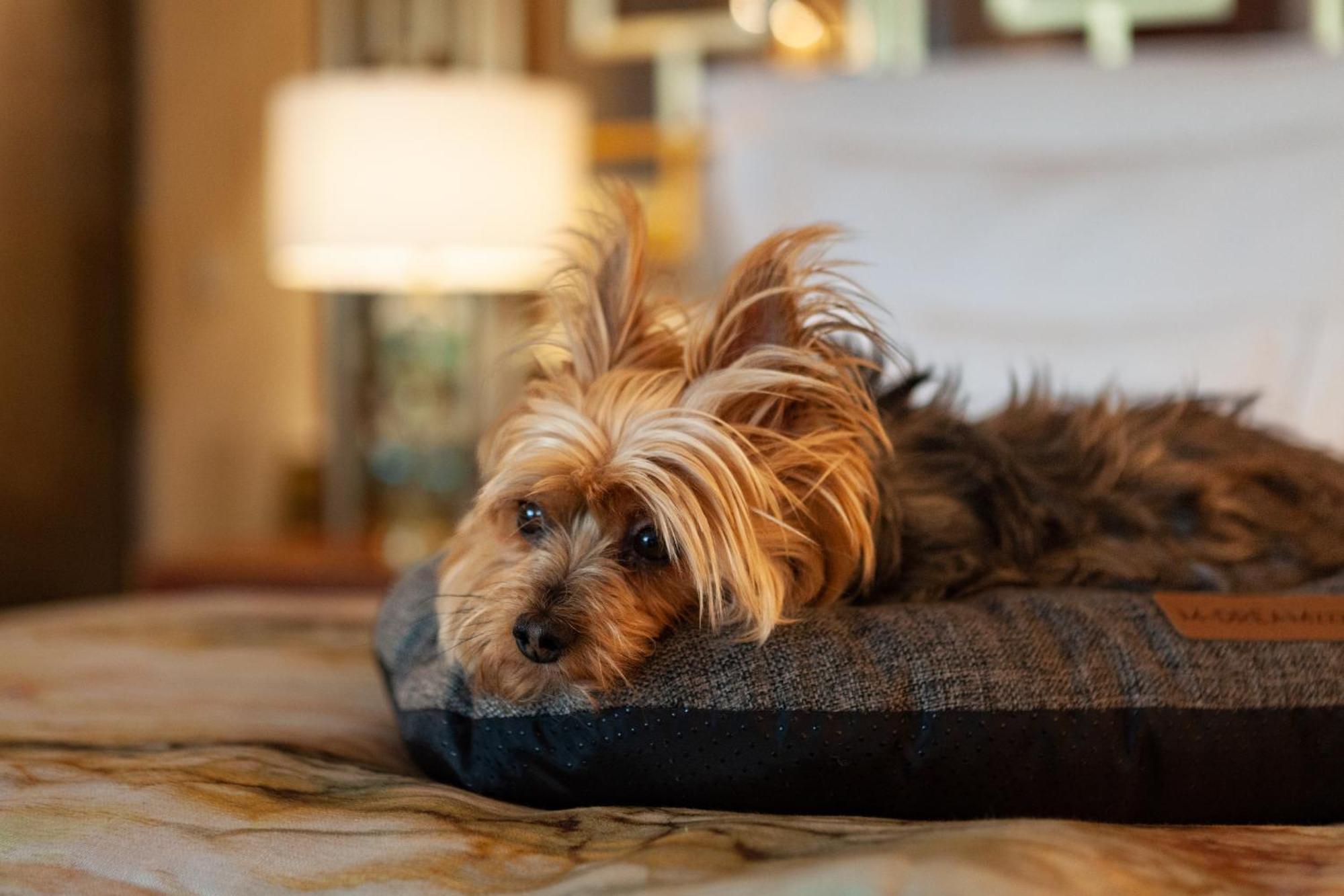 Wine & Books Lisboa Hotel Eksteriør bilde A Yorkshire Terrier